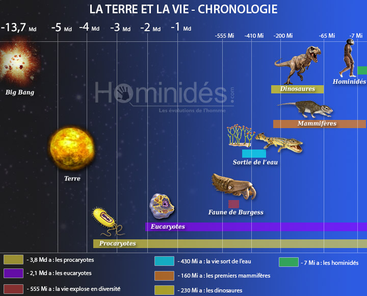 Cette image résume parfaitement les étapes et le temps qui ont été nécessaires pour que la vie arrive au niveau de diversité et de complexité que nous connaissons aujourd'hui